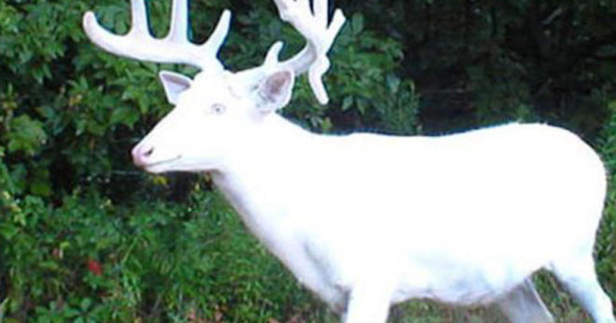 Nature up close: White deer - CBS News