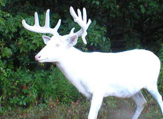 white-deer-stag-carl-mrozek-660.jpg 
