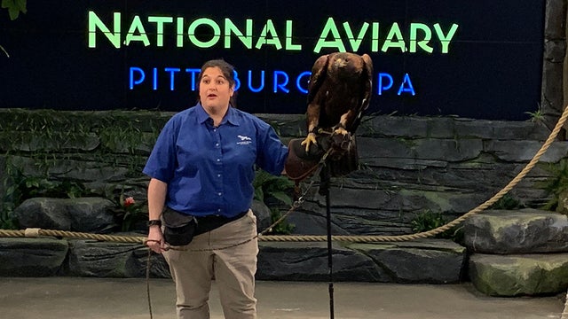 national-aviary-golden-eagle.jpg 