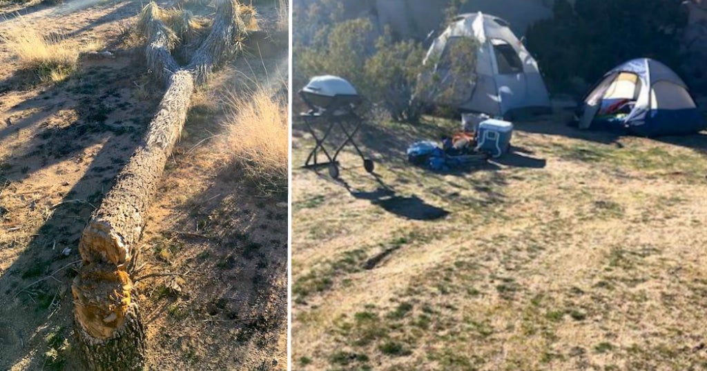 Visitors Cut Down Protected Joshua Trees During Government Shutdown CBS San Francisco