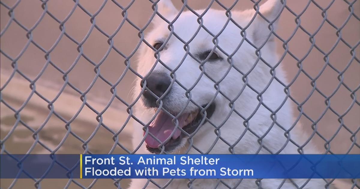 Sacramento Animal Shelter Desperate For Help - CBS Sacramento