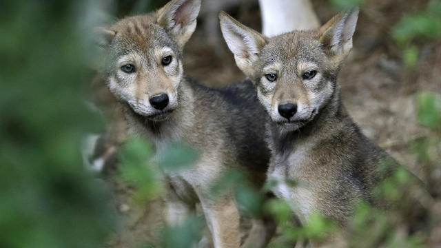 Red Wolf Pups 