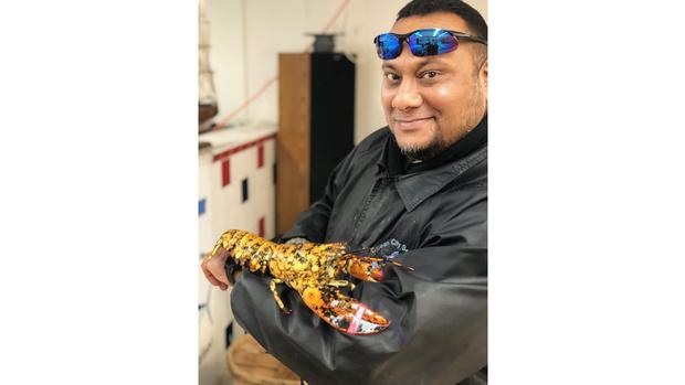 Calico lobster 