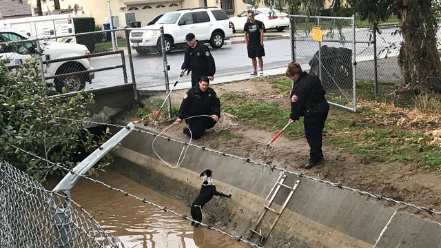 riverside-county-animal-services-officers-rescue-dog-from-canal-riverside-1-14-19.jpg 