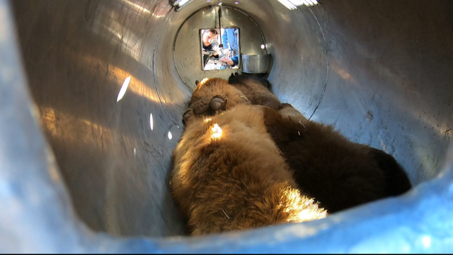 bear-orphans-10pkg_frame_547.png 