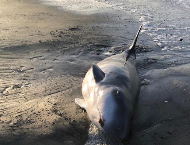 Small Whale Gets Beached In Malibu 
