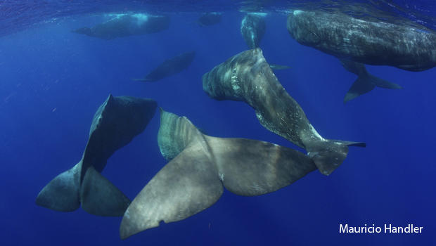 sperm-whales-tails-mauricio-handler-aquaterrafilms-3-620.jpg 