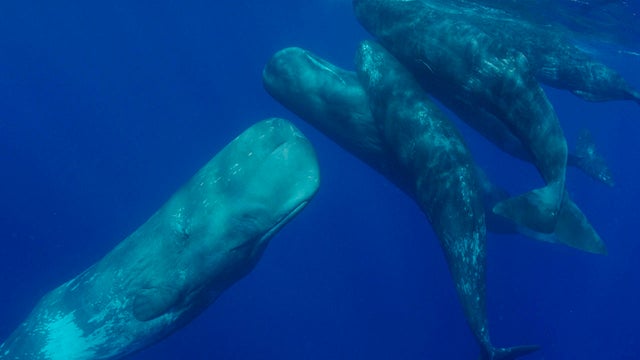 sperm-whales-socializing-handler-aquaterrafilms-promo.jpg 