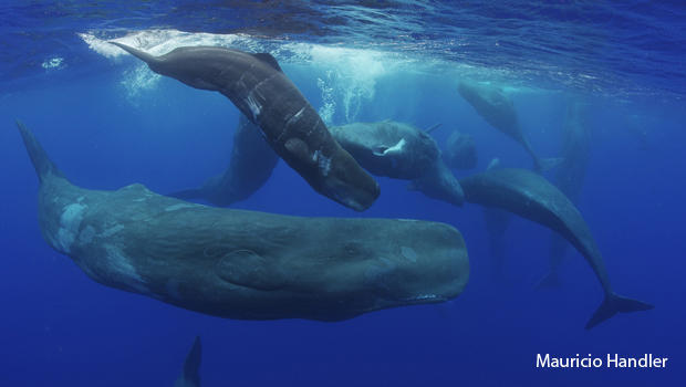 sperm-whales-newborn-mauricio-handler-aquaterrafilms-5-620.jpg 