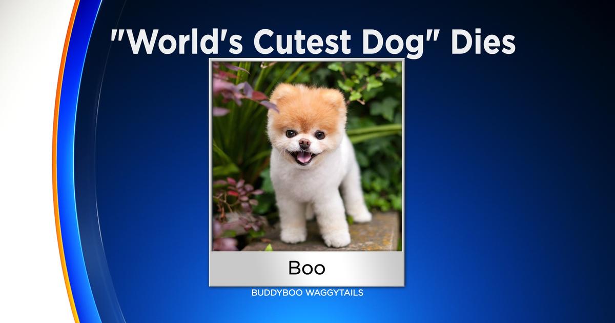Boo,' Crowned The 'World's Cutest Dog,' Dies Of A Broken Heart At