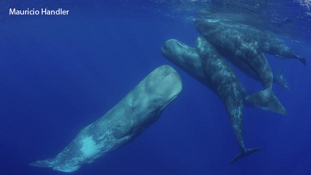 sperm-whales-socializing-handler-aquaterrafilms-620.jpg 