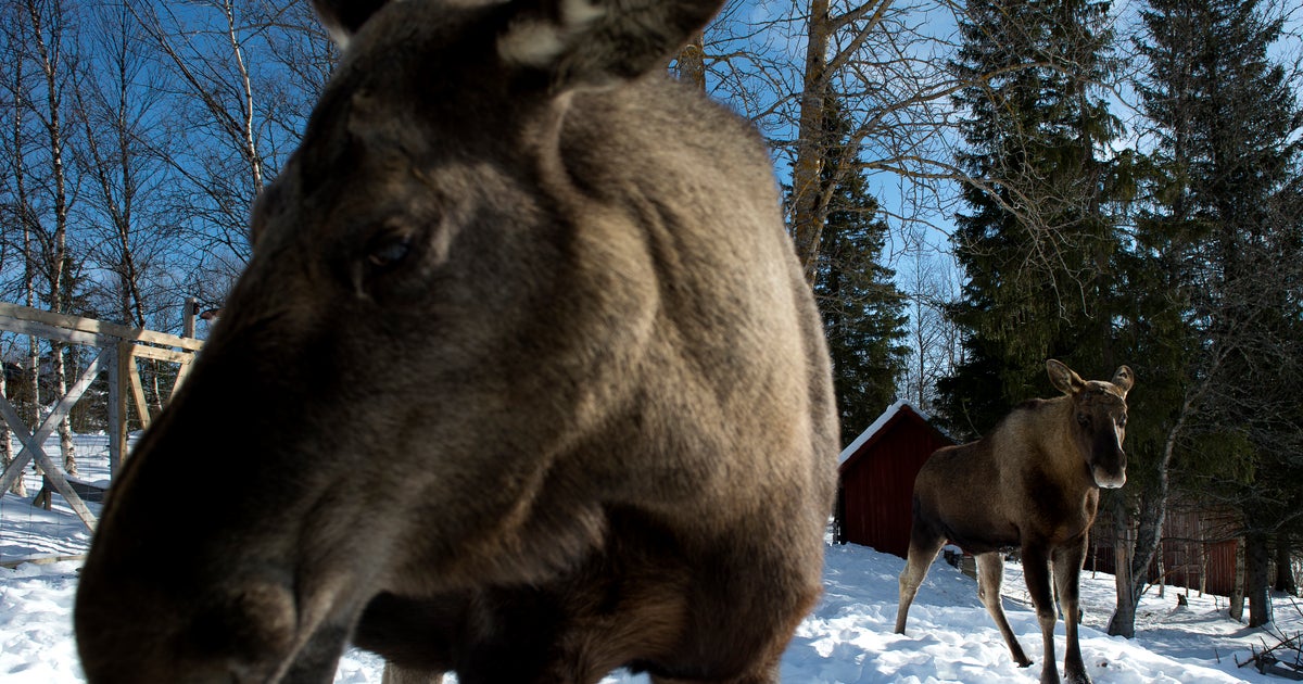 Video: Moose Chases Snowboarders At Breckenridge Ski Resort - CBS New York
