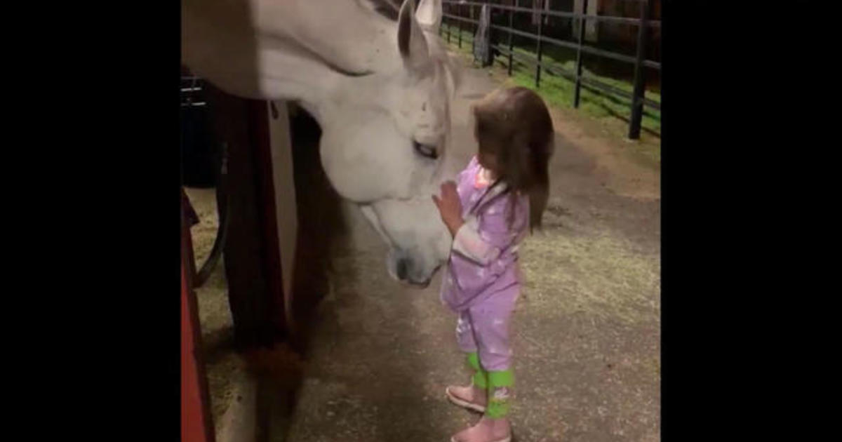 Little girl soothes horse in viral video - CBS News