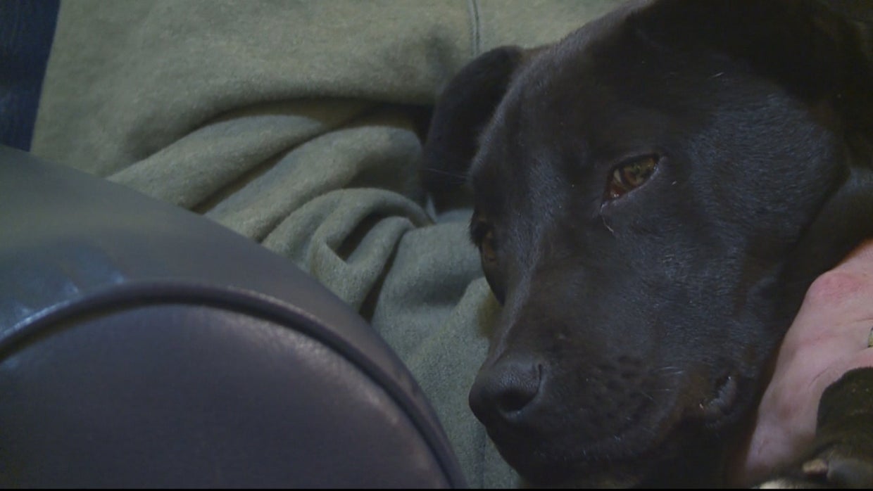 Puppy Survives Euthanasia, Could Colorado Veteran's Best Friend