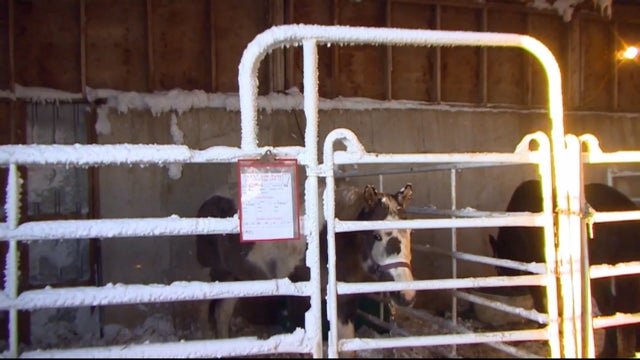 snowyhorserescue-2.jpg 