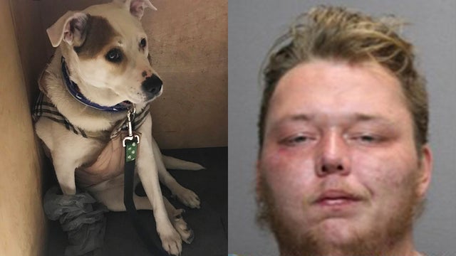 dog-beaten-mbta.jpg 