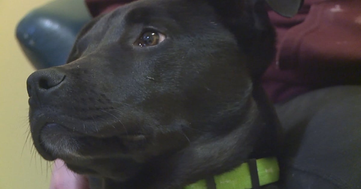 Puppy Survives Euthanasia, Could Colorado Veteran's Best Friend