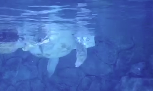 sea turtles Super Bowl prediction 