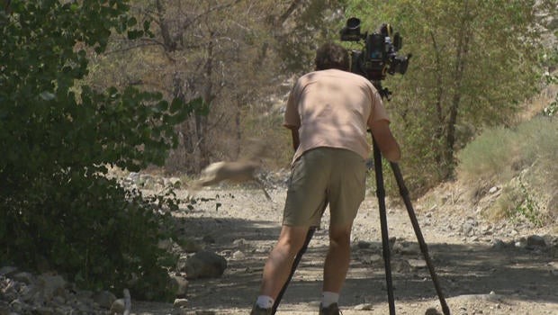 nature-videographer-derek-reich-captures-desert-big-horn-sheep-in-northwest-nevada-620.jpg 