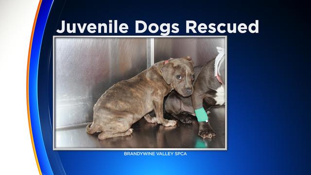 juvenile-dogs-rescued.jpg 