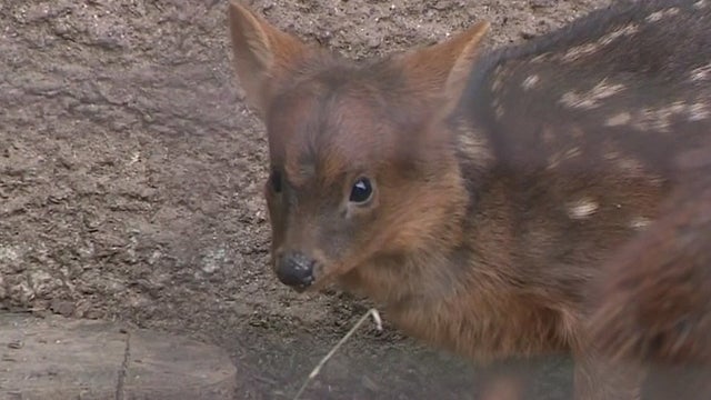 pudu-haechan.jpg 