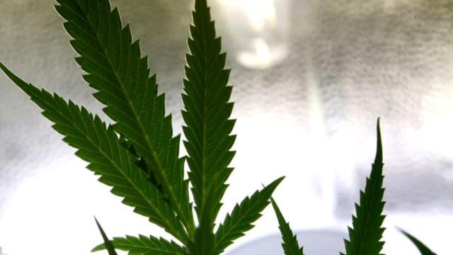 cbsn-fusion-marijuana-is-on-track-to-be-legalized-by-the-end-of-the-year-thumbnail-1766722-640x360.jpg 