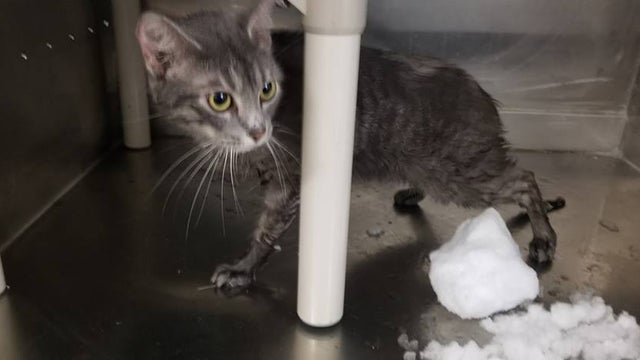 snow-cat-2.jpg 