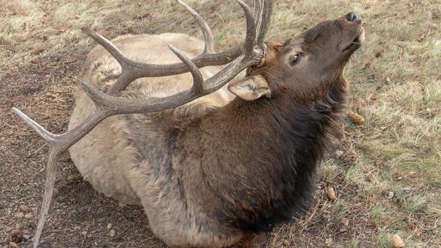 elk-poaching-1-credit-marsha-hobert.jpg 