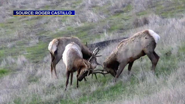 tule-elk-in-san-jose.jpg 