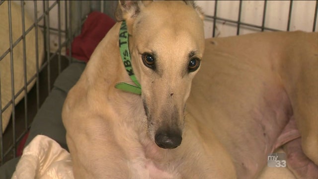 Greyhound Adoption 