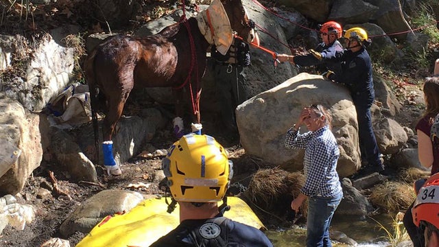 calabasas-horse-rescue.jpg 