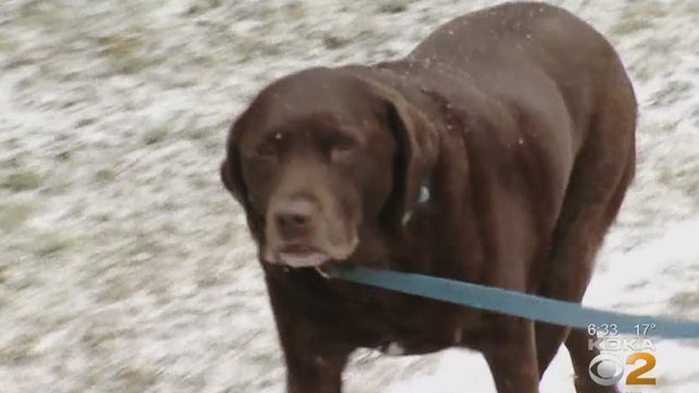 outside-dog.jpg 