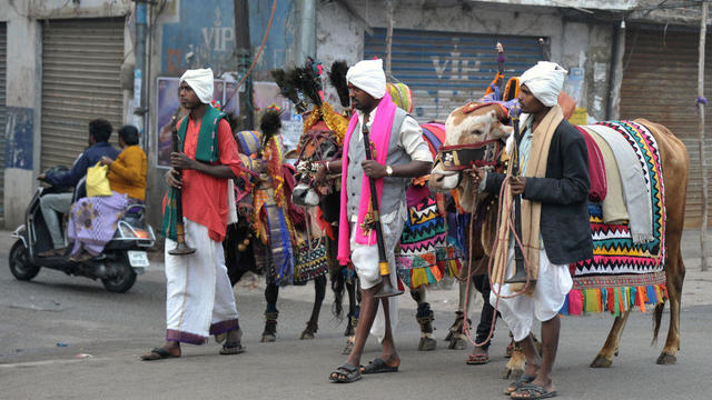 INDIA-RELIGION-HINDUISM-FESTIVAL-COW 