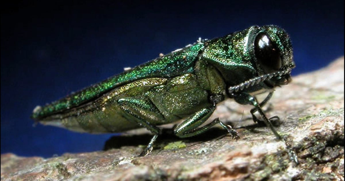 Emerald Ash Borer spotted in Denver, millions of trees at risk 
