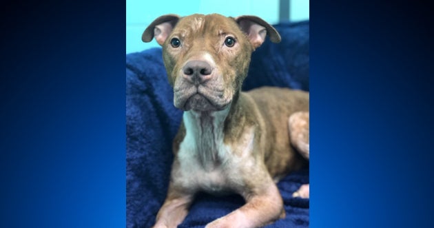 Cats, Dogs, Turtles And Raccoon Seized From Deplorable Conditions ...