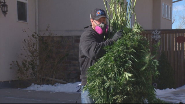 potgrowraids5pkg_frame_1529 