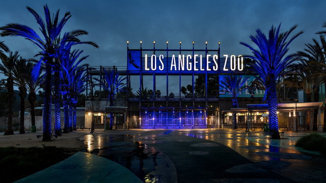 lazoo.png 