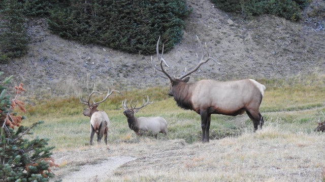 elk-poaching-rmnp.jpg 