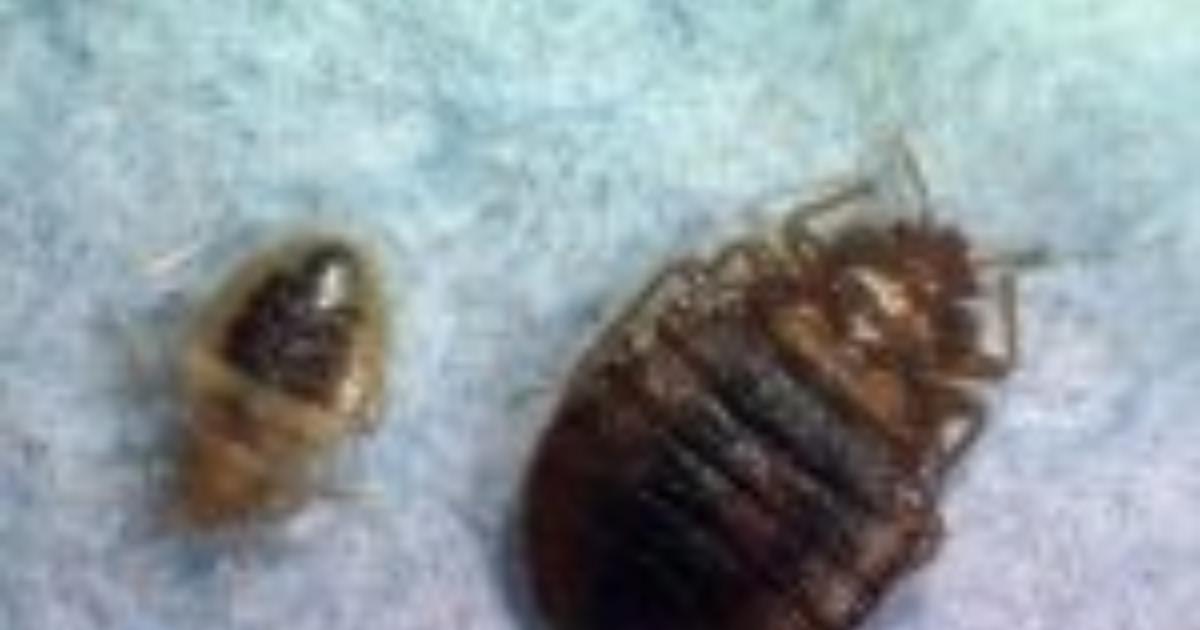 Philadelphia Ranked No.1 Bed Bug-Infested City, Survey Finds - CBS ...