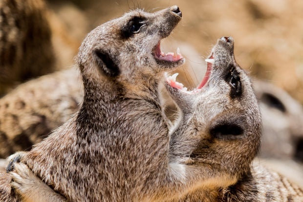 Meerkats 