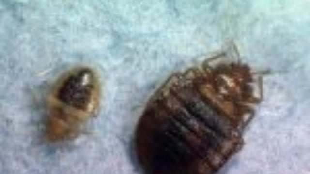bedbugs.jpg 