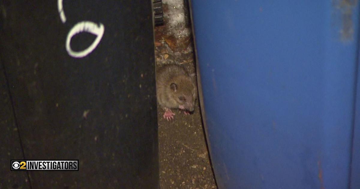 Landlord Ignores Rat Complaints, Tenant Ends Up With 'Five Years Of ...