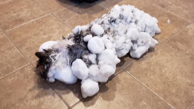 fluffy1.jpg 
