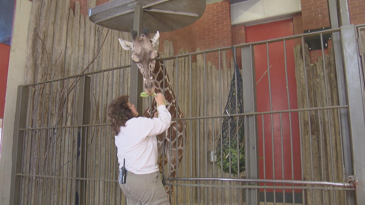 Denver Zoo Begins Construction On New Animal Hospital CBS Colorado