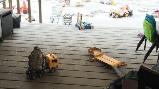 hawk on toy truck 