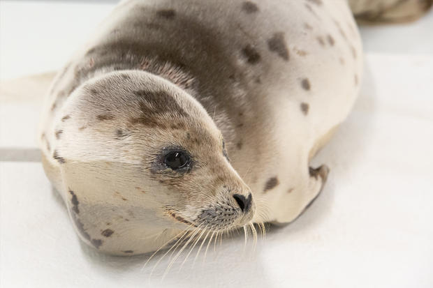 Seal Rescue | Marie Tharp | Harp Seal | January 7, 2019 