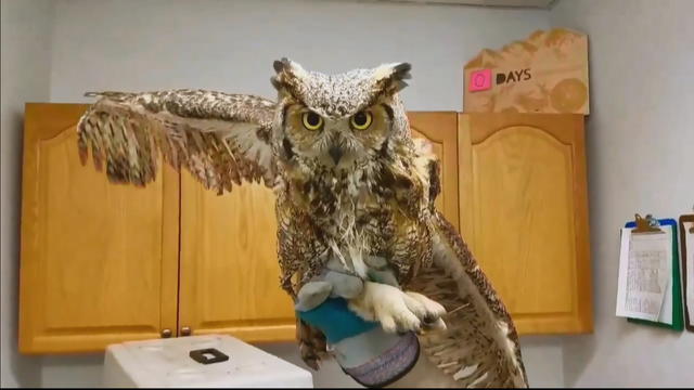 great-horned-owl-saved_frame_887.jpg 