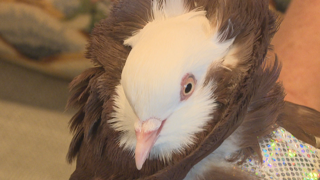 SENIOR BIRD THERAPY PKG.transfer_frame_691 