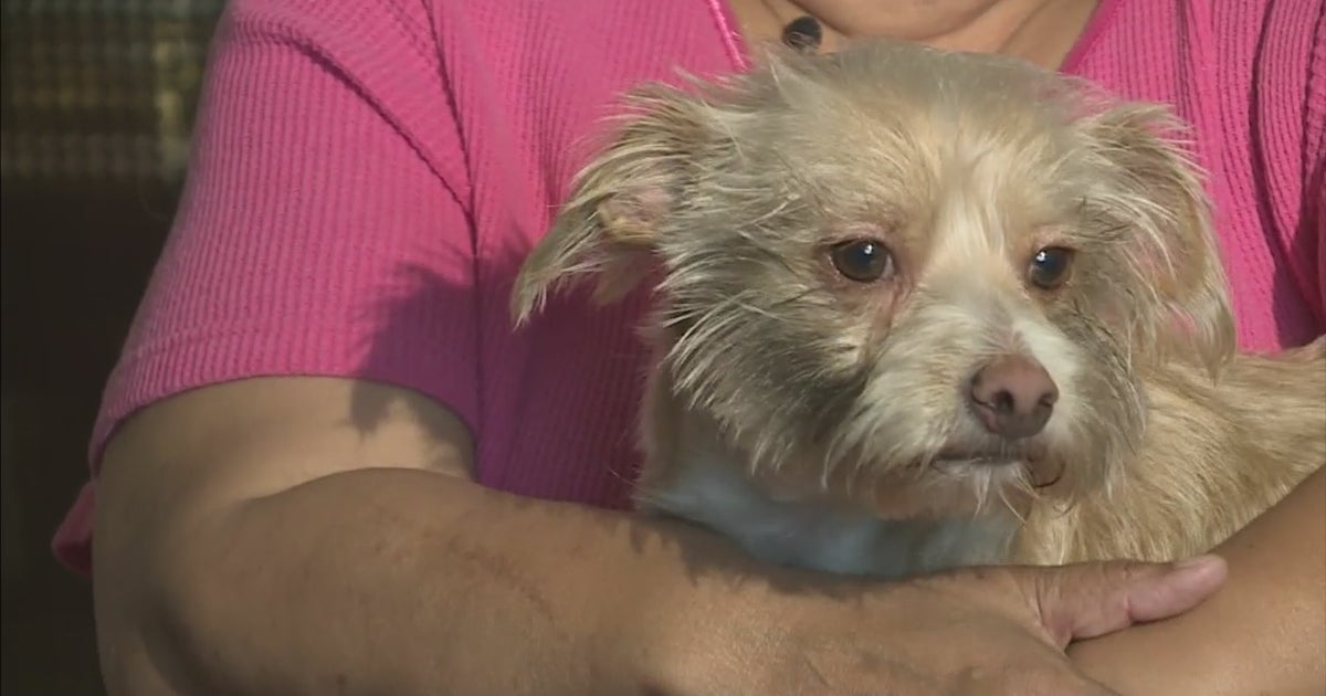 Dicky, The Dog Resuscitated By Firefighters, Is Recovering Well At Home ...