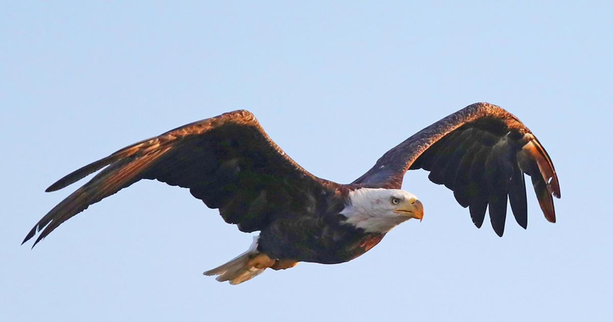 File:WFT at Eagles - 51770639296.jpg - Wikipedia